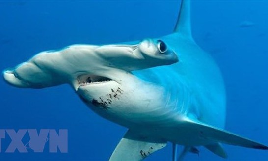 Phát hiện loài cá mập thích ăn chay đầu tiên trên thế giới