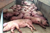 Tập trung ngăn chặn bệnh Dịch tả lợn Châu Phi xâm nhiễm vào Việt Nam