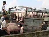 Các tỉnh biên giới chặn dịch tả lợn châu Phi tràn vào Việt Nam