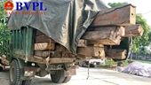 Chở đầy gỗ không nguồn gốc, một xe tải bị tạm giữ