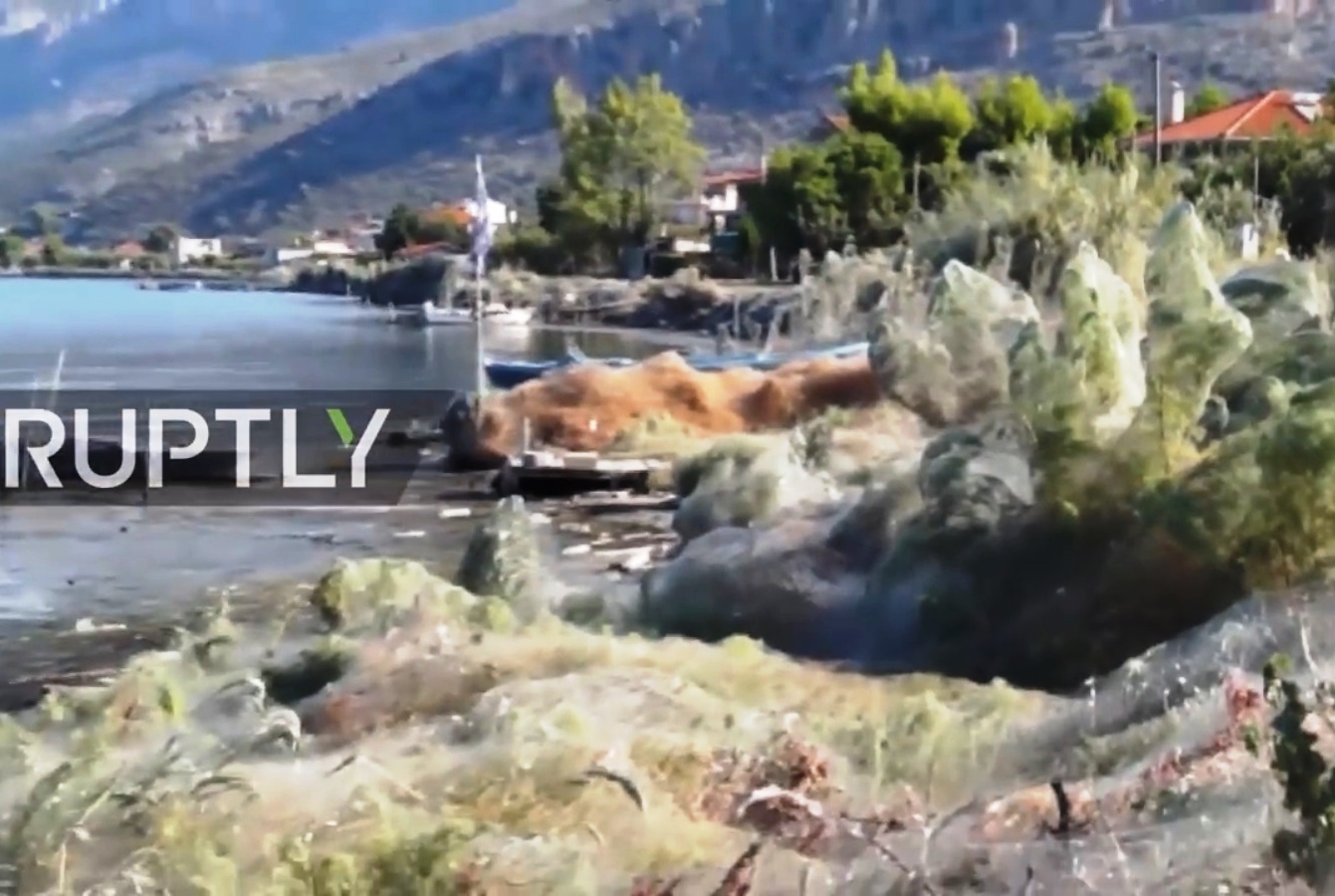 Hàng nghìn con nhện xâm chiếm thị trấn Hy Lạp