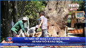 Tây Ninh tiếp nhận cây giáng hương 100 năm tuổi bị đào trộm