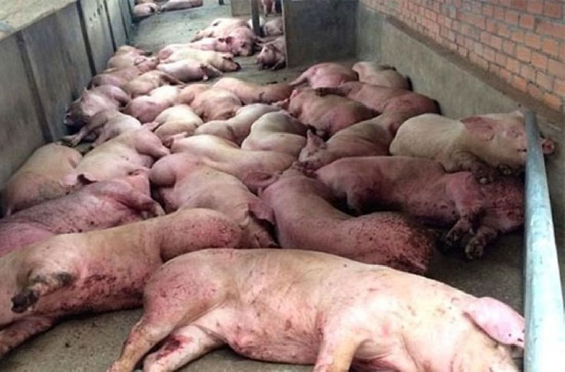 Virus lạ xuất hiện tại Nam Định không phải là virus dịch tả lợn Châu Phi