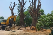 3 cây khủng bị giữ tại Huế, hé lộ đích đến một khu đô thị siêu khủng