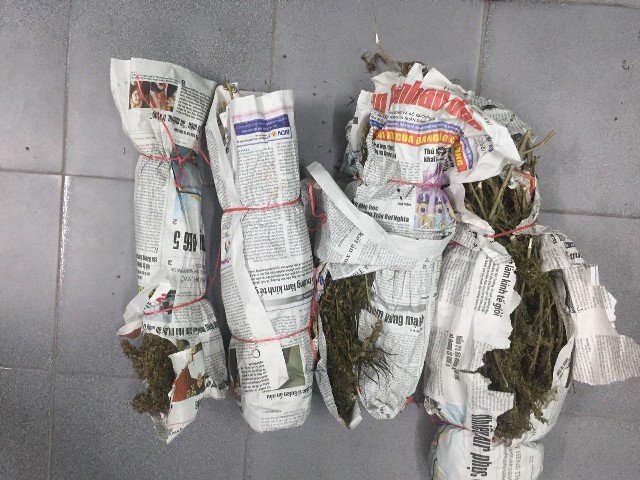 Bắt quả tang đối tượng tàng trữ số lượng lớn chất ma túy cần sa