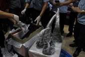 Thêm 1 vụ vận chuyển sừng tê giác được Hải quan phát hiện tại cửa khẩu sân bay quốc tế Nội Bài