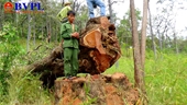 Truy tố 15 bị can vào Vườn quốc gia Yok Đôn khai thác gỗ Hương