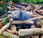 Tưới xăng đốt “gỗ tang vật”, khiến chính mình và một cán bộ kiểm lâm bị bỏng