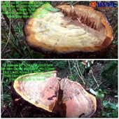 Điều tra vụ lâm tặc vào rừng chặt phá 48 cây gỗ Pơ Mu