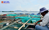 Vì sao cá nuôi lồng bè ở Bình Sơn chết hàng loạt