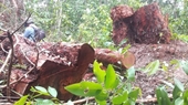 Củng cố hồ sơ khởi tố 2 vụ phá rừng lớn tại Khu bảo tồn thiên nhiên Tà Cú