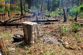Ban quản lý rừng phòng hộ chi sai hàng tỉ đồng tiền ngân sách