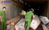 Phát hiện hơn 170m3 gỗ không rõ nguồn gốc trong xưởng cưa