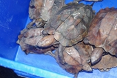 Đề nghị thu hồi giấy phép vận chuyển rùa đầu to nghi bị “phù phép” nguồn gốc hợp pháp
