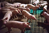 Triển khai các biện pháp ngăn chặn bệnh dịch tả lợn Châu Phi vào Việt Nam