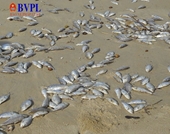 Biển Đà Nẵng cá chết hàng loạt có thể do nổ mìn đánh cá