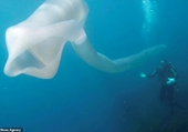 Thợ lặn chết ngất khi nhìn thấy giun biển khổng lồ dài 8m