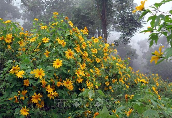 Chiêm ngưỡng rừng hoa dã quỳ Ba Vì đua sắc