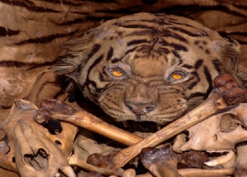 Nam Phi bắt giữ 6 người Việt Nam do sở hữu sản phẩm động vật bất hợp pháp