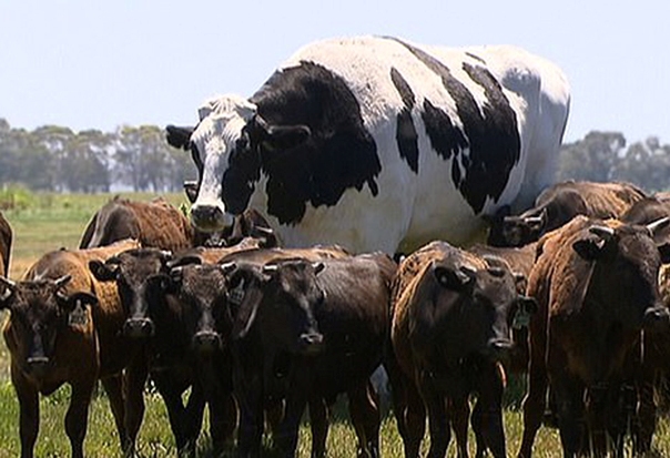 Bò khổng lồ to như chiếc ô tô ở Australia
