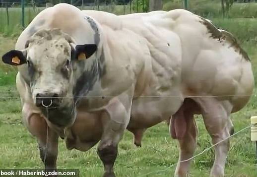 Hãi hùng bò đột biến gien, cơ bắp nổi cuộn như lực sĩ