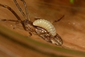Kỳ lạ loài tò vò bắt hồn nhện trong rừng rậm Amazon