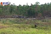 Kiến nghị chuyển hồ sơ vụ mất 550ha rừng sang Cơ quan điều tra