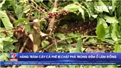 Hàng trăm cây cà phê bị chặt phá trong đêm ở Lâm Đồng