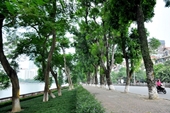 Hà Nội lại di chuyển 400 cây xanh để mở rộng nhiều tuyến phố
