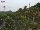 Nông dân trồng quất Quảng Nam đón mùa vàng