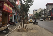 Chuyện lạ đời ở Quảng Ninh, chặt cây trên vỉa hè để trồng dưới lòng đường