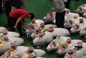 Cả thế giới choáng váng về con cá ngừ khổng lồ giá 3,1 triệu USD