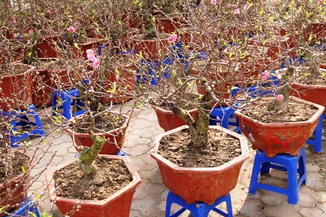 Chán chơi đào khủng, người Hà Nội chuộng đào mini 2 gang tay