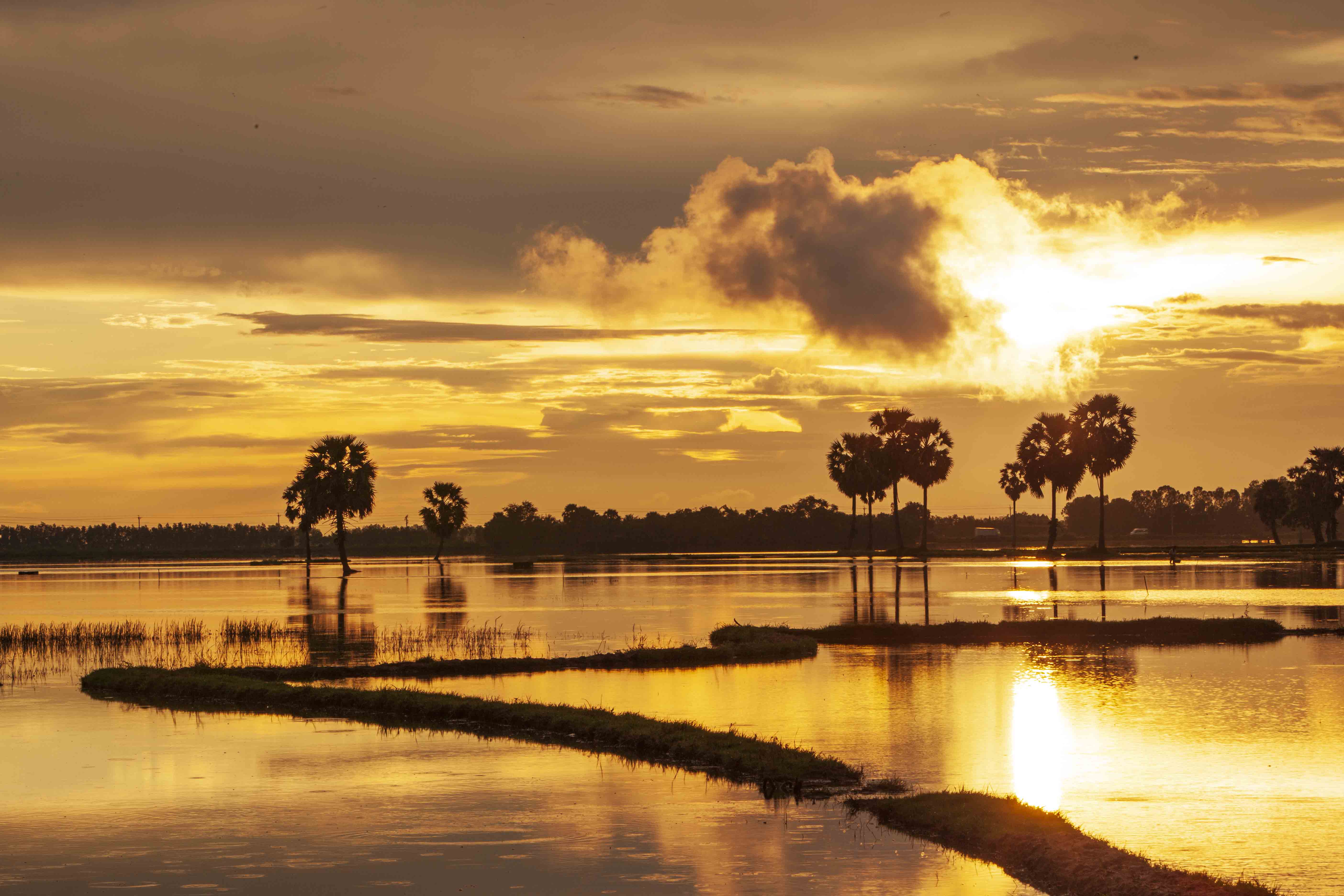 Mãn nhãn với bộ ảnh “Sắc màu xứ sở thốt nốt”