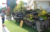Những cây cảnh khủng được rao giá bạc tỷ tại Nha Trang