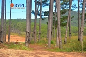 Lâm Đồng “lắc đầu” đối với nhiều dự án đầu tư xâm phạm quy hoạch rừng