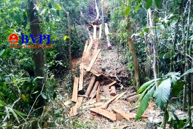 Phá rừng nghiêm trọng ngay đầu năm mới