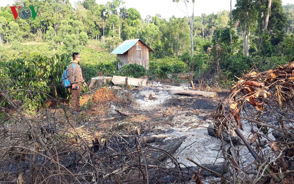 Chế tài cho tội huỷ hoại rừng