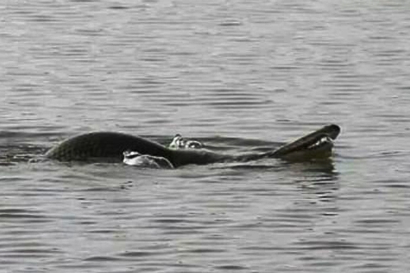 Thủy quái gây xôn xao tại Trung Quốc