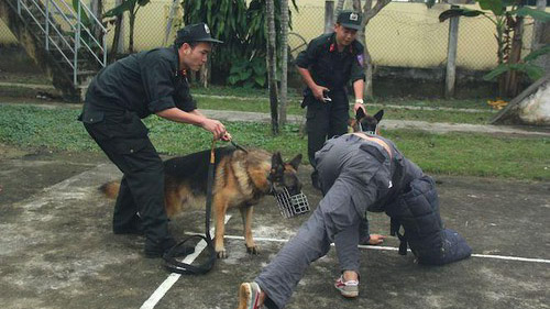 Chó nghiệp vụ Việt Nam và những điều đặc biệt ít ai biết