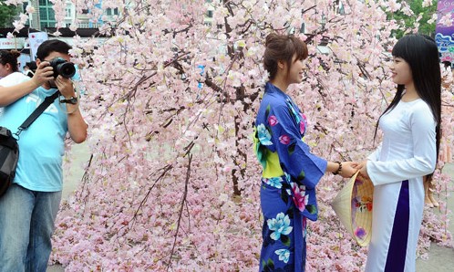 Lễ hội Hoa anh đào diễn ra từ 29 đến 31 3 2019