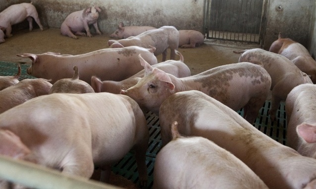 Bệnh tả lợn Châu Phi không có khả năng lây sang người