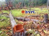 Phát hiện vụ chặt phá rừng quy mô lớn tại rừng phòng hộ Ia Meur