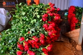 Hoa hồng Đà Lạt cho ngày 8 3 Giá “phi mã” từng ngày
