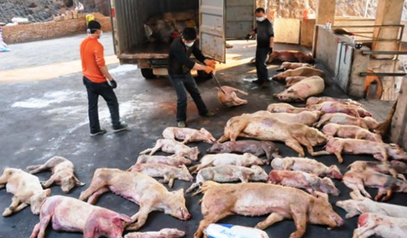 Thủ tướng chỉ đạo trực tuyến phòng chống dịch tả lợn Châu Phi