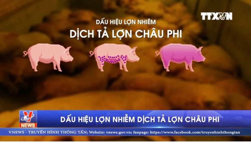 Dấu hiệu lợn nhiễm dịch tả lợn châu Phi