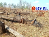 Bắt giữ một đối tượng trong vụ phá rừng quy mô lớn ở Gia Lai