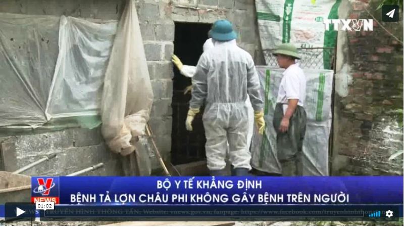 Bộ Y tế khẳng định bệnh tả lợn Châu Phi không gây bệnh trên người