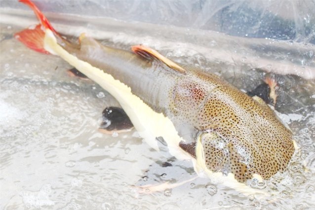 Bắt được thủy quái râu dài, đuôi đỏ nặng 15kg ở ao phía sau nhà