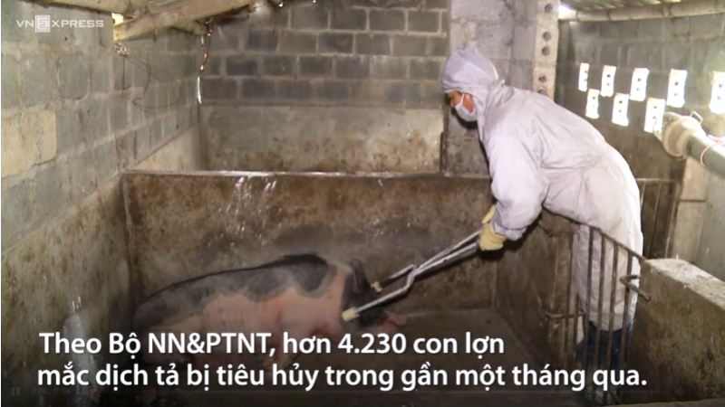 Hơn 4 000 con lợn mắc dịch tả châu Phi bị tiêu hủy